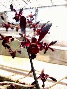 Dendrobium Black Mamba