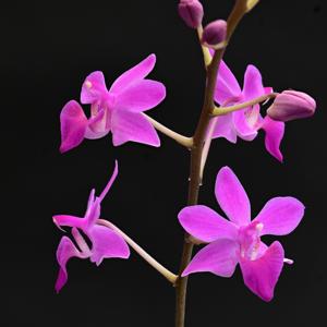 Phalaenopsis Imp
