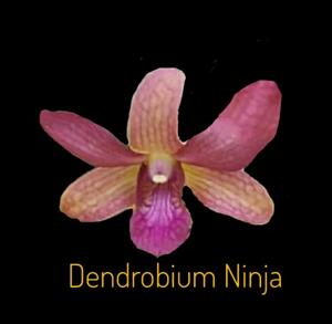 Dendrobium Ninja