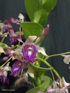 Dendrobium November Rain