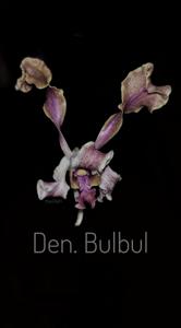 <i>Dendrobium</i> Bulbul