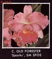 <i>Cattleya</i> Old Forester