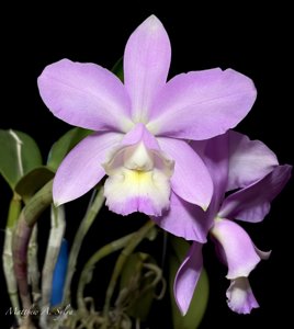 Cattleya dolosa