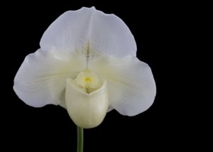 Paphiopedilum White Knight
