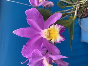 Cattleya Minucia