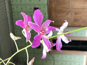 Dendrobium superbiens