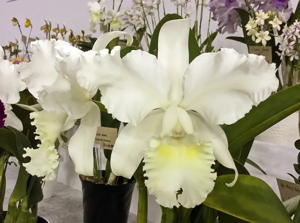 <i>Cattleya</i> Hawaiian Connection