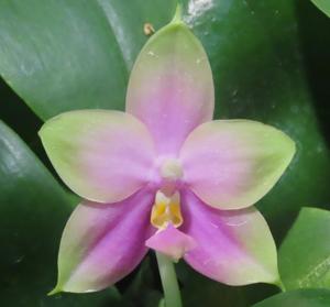 <i>Phalaenopsis</i> BT Samera Jade