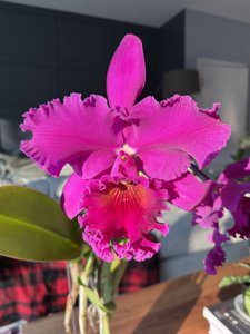 Rhyncholaeliocattleya Norman's Bay