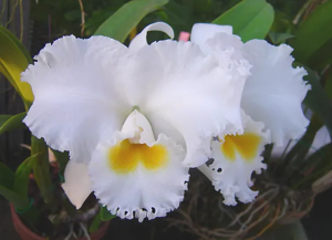 <i>Cattleya</i> Hawaiian Snowflake