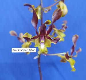<i>Dendrobium</i> Sri Wedari Blitar