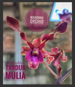Dendrobium Tanduk Mulia