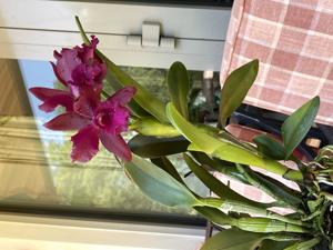 <i>Rhyncattleanthe</i> Nobile's Scorpion