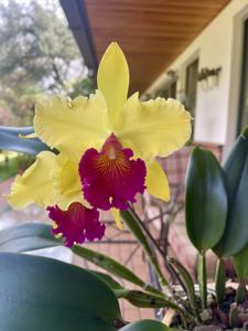 Rhyncholaeliocattleya Alma Kee