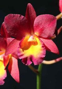 <i>Wilmotteara</i> Jamaica Glory