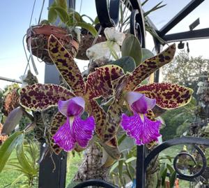 Cattleya Peckaviensis