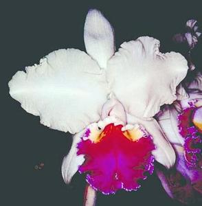 <i>Cattleya</i> Jean Haddon