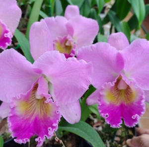 Rhyncholaeliocattleya Lourdes Panucci