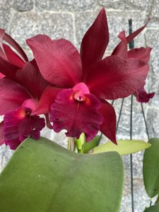 Rhyncattleanthe Nobile's Bruno Bruno