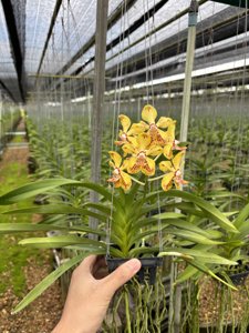 Vanda Suwannaphum Starling