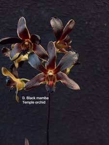 Dendrobium Black Mamba