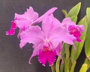 Cattleya Kitty Wren