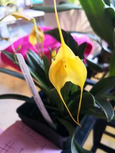 <i>Masdevallia</i> Shinichi Komoda