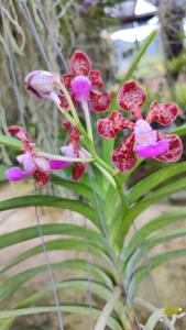 Papilionanda Paksorn Fragrance
