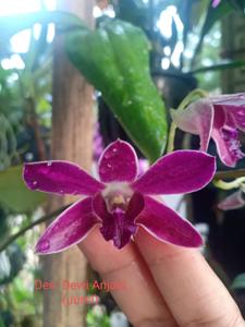 Dendrobium Dewi Anjani