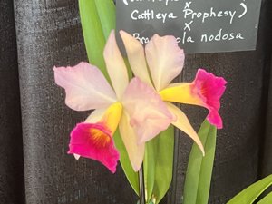 Brassocattleya Circle of Life-Prophesy-nodosa