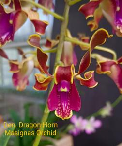 <i>Dendrobium</i> Dragon Horn