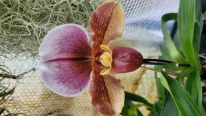 <i>Paphiopedilum</i> Woodrose