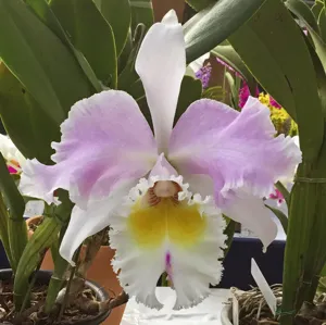 <i>Rhyncholaeliocattleya</i> Riverside City