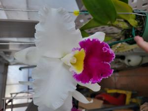 <i>Cattleya</i> Manuel Moran