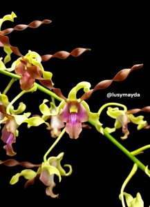 Dendrobium Velvet Las