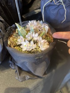 Clowesia Rebecca Northen