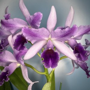 Cattlianthe Mary Elizabeth Bohn
