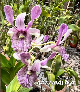 Dendrobium Ratu Malika