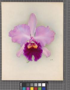 Rhyncholaeliocattleya Warnham Beauty