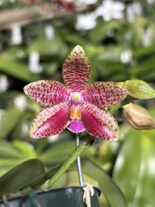 Phalaenopsis Tejas Splash
