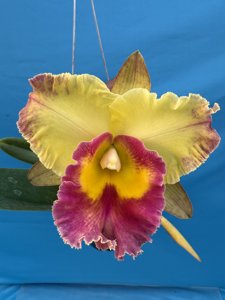 Rhyncholaeliocattleya Chomthong Delight