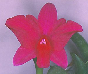 <i>Cattleya</i> Gypsy Rose