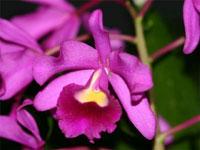 Cattlianthe Mrs. J. W. Whiteley