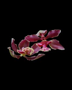 <i>Trichocentrum</i> Pepe Portilla