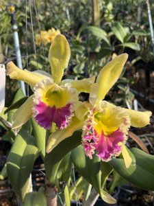 Rhyncholaeliocattleya Suwannaphum Superior