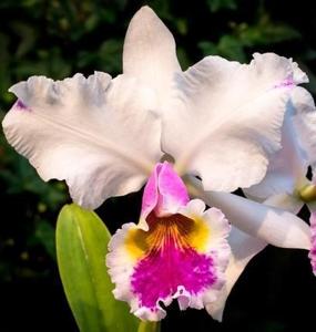 <i>Cattleya</i> Mrs. Frederick Knollys