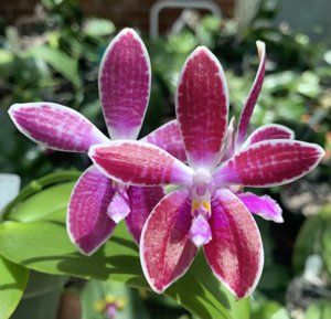 <i>Phalaenopsis</i> Pendragon's Rite of Spring