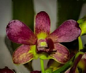 <i>Dendrobium</i> Jairak Chocolate