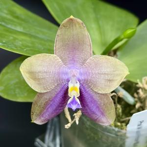 Phalaenopsis Mituo Prince