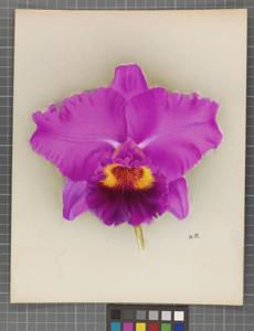 Cattleya Arcadia